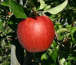 Appel 5L (medium zuur)