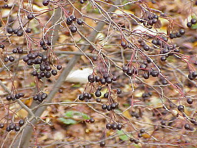 Aronia 1L