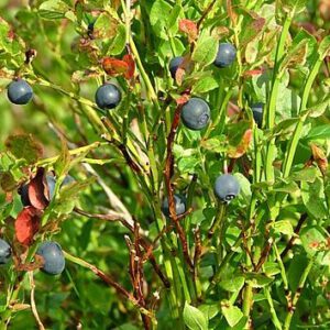 Blauwe bosbes