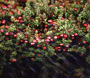 Cranberry