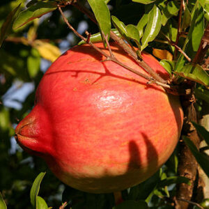 Granaatappel 5L