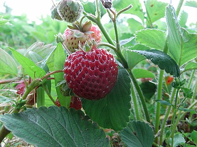 Aardbei