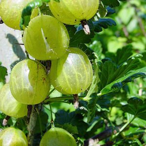 Kruisbes