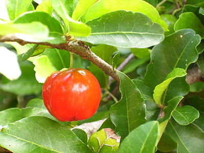 Acerolawijn (6x 0,7L 13%)