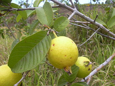 Guavelikeur (6x 0,7L 20%)
